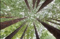 Redwood Travels